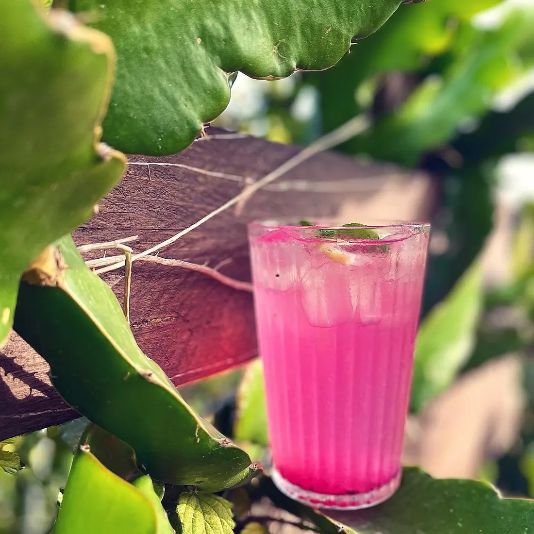 Pink dragon fruit lemonade in the garden