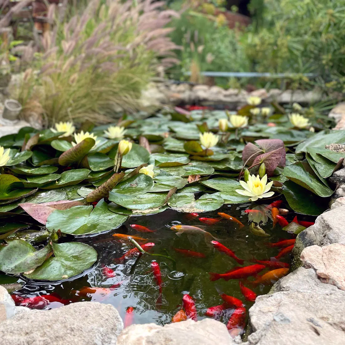 Water lily pond with goldfish