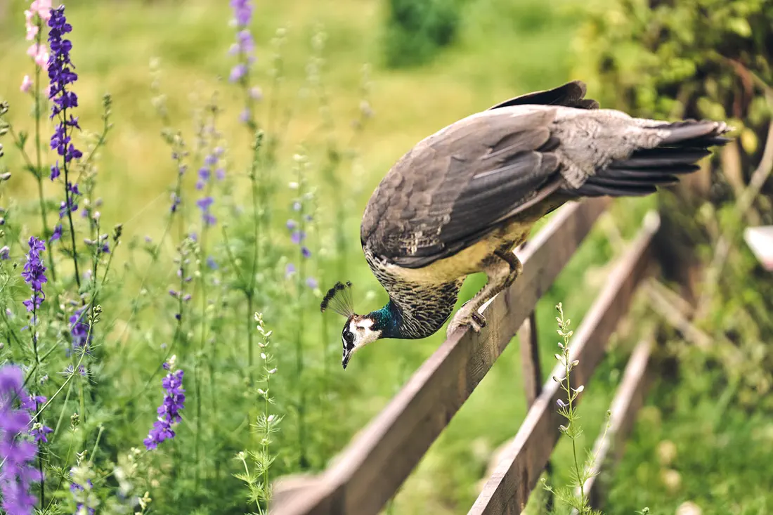 Peacock on the garden fence among wildflowers